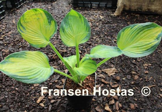Hosta The High Life