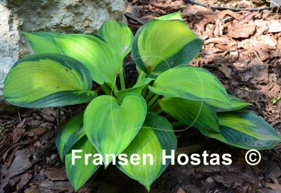 Hosta The High Life