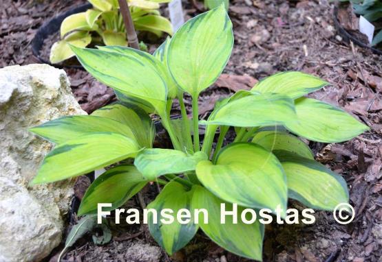 Hosta The High Life