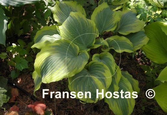 Hosta The King