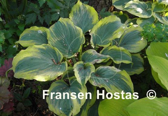 Hosta The King
