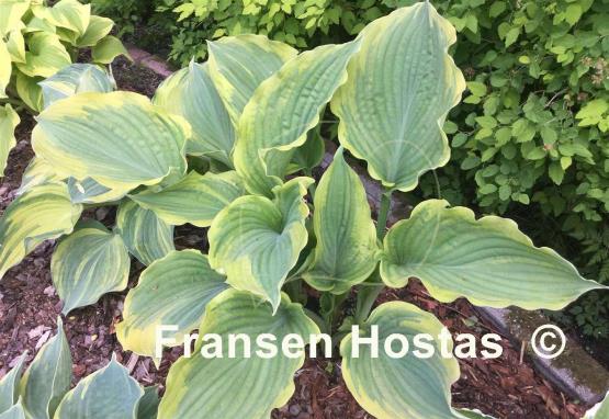 Hosta The King