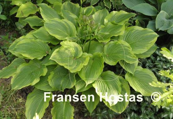 Hosta The Leading Edge