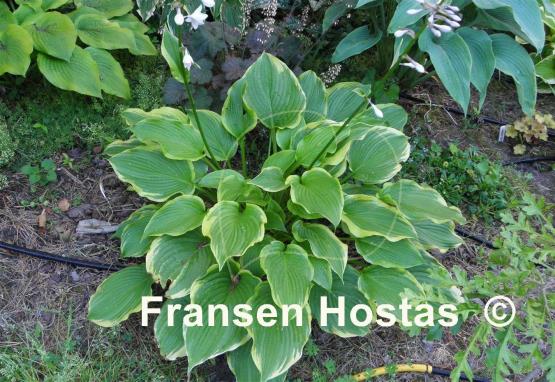 Hosta The Leading Edge