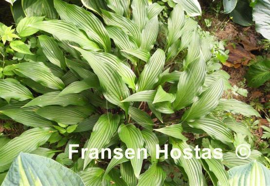 Hosta The Razor's Edge