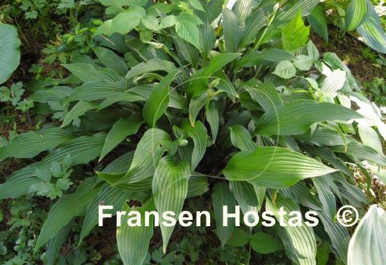 Hosta The Razor's Edge