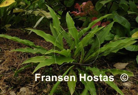 Hosta The Razor's Edge