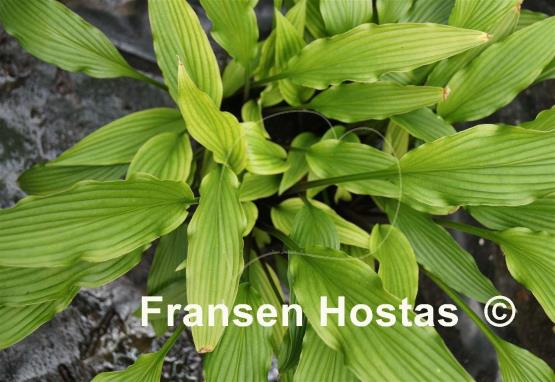 Hosta The Razor's Edge
