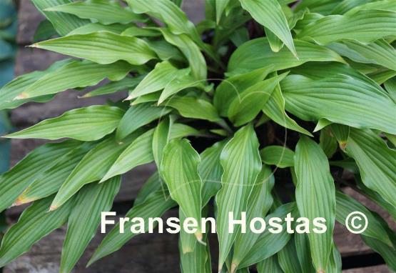Hosta The Razor's Edge