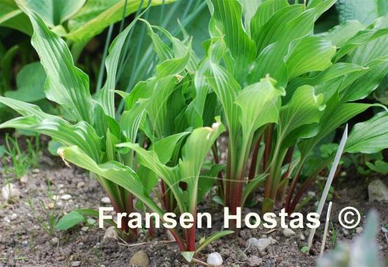 Hosta The Razor's Edge