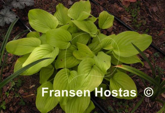 Hosta The Shining