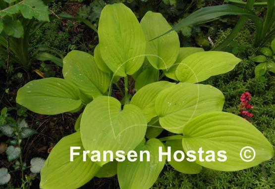 Hosta The Shining