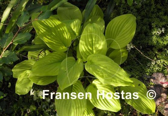 Hosta The Shining