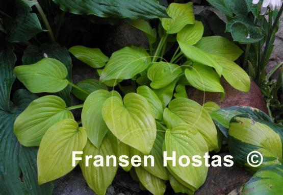Hosta The Shining