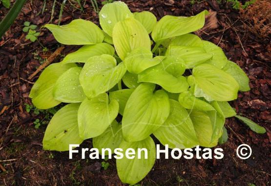 Hosta The Shining