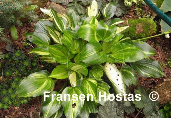 Hosta The Sweetest Thing