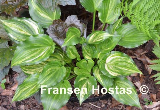 Hosta The Sweetest Thing