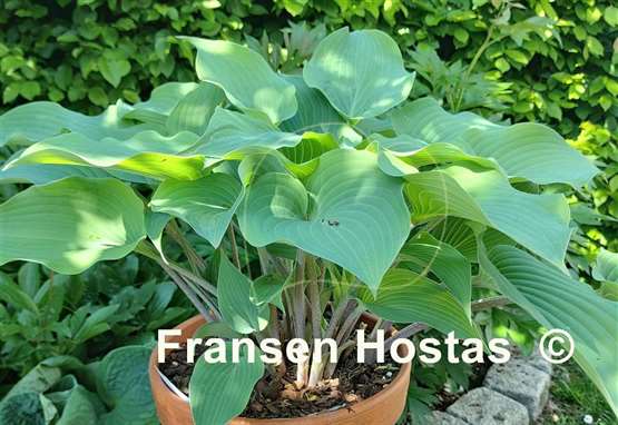 Hosta Theo's Blue