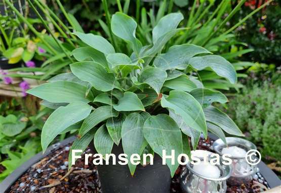 Hosta Theo's Blue