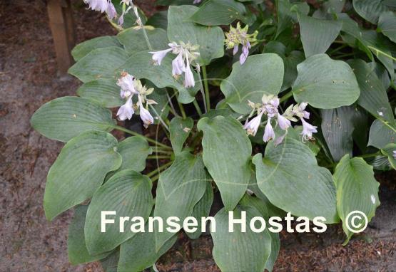 Hosta Theo's Blue