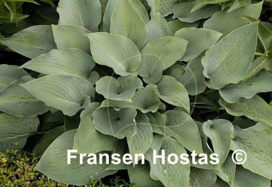 Hosta Theo's Blue