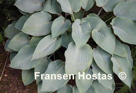 Hosta Theo's Blue