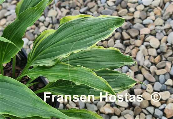 Hosta Three Coins
