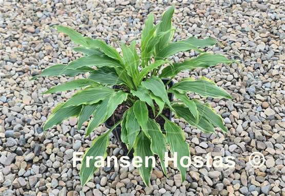Hosta Three Coins