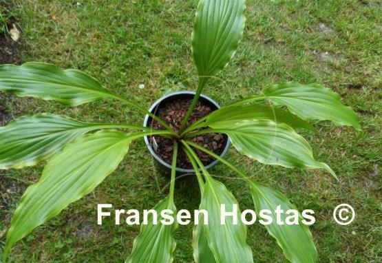 Hosta Three Coins