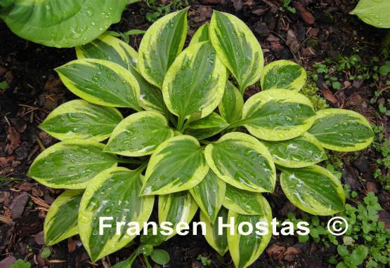Hosta Thumbelina