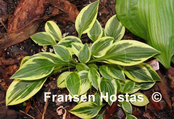 Hosta Thumbelina