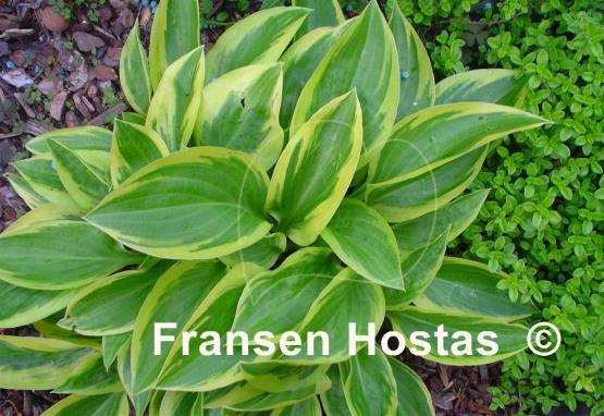 Hosta Thumbelina