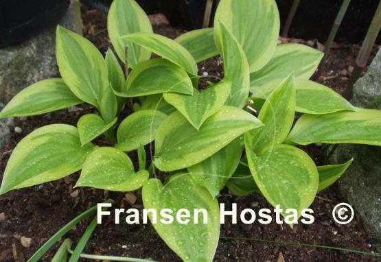 Hosta Thumbelina