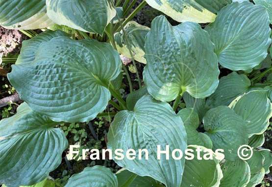 Hosta Thunder Boomer