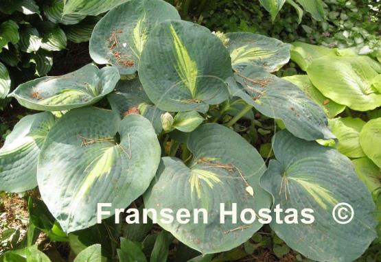 Hosta Thunderbolt