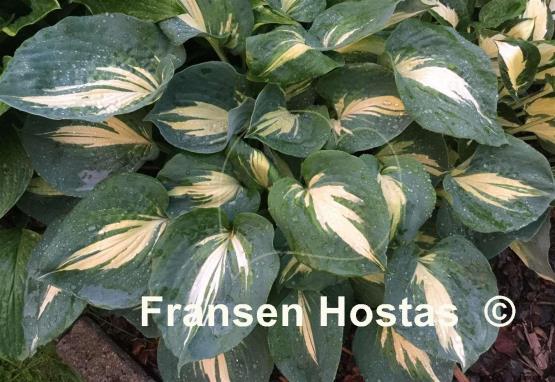 Hosta Thunderbolt