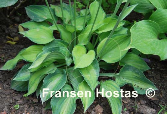Hosta Tick Tock