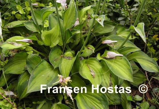 Hosta Tick Tock