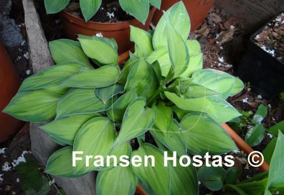 Hosta Tick Tock