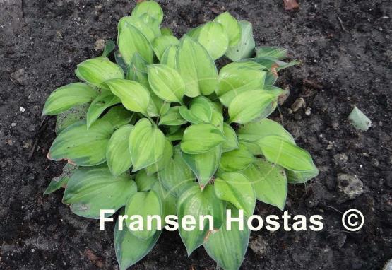 Hosta Tick Tock