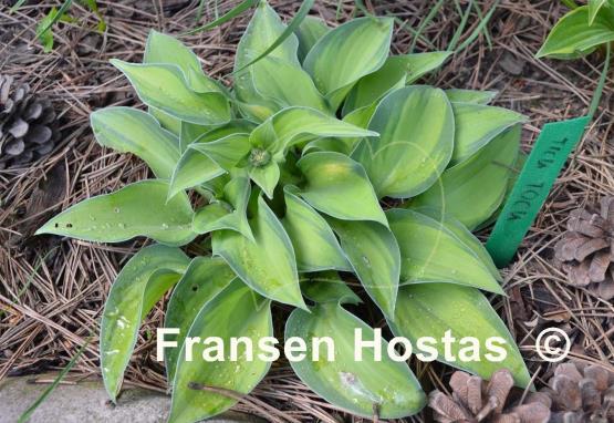 Hosta Tick Tock