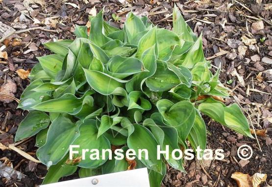 Hosta Tick Tock