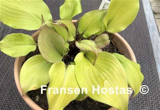 Hosta Tickle Me Pink