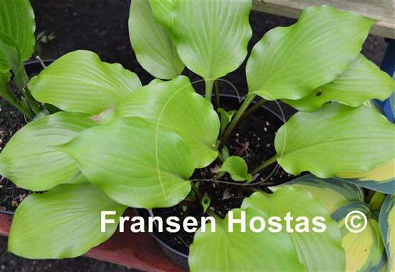 Hosta Tickle Me Pink