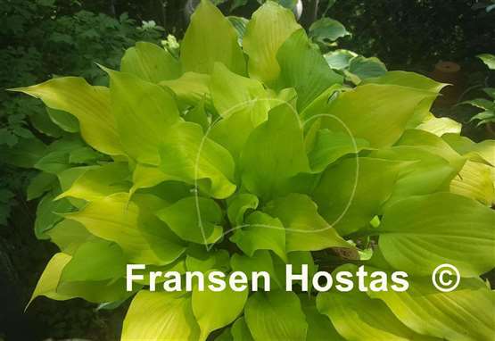 Hosta Tickle Me Pink