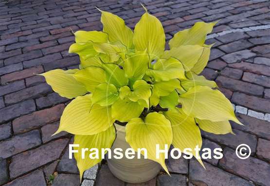 Hosta Tickle Me Pink