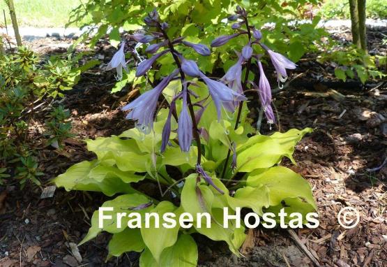 Hosta Tickle Me Pink