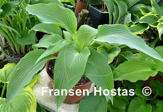Hosta Tidewater