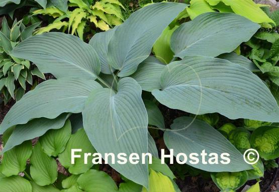 Hosta Tidewater