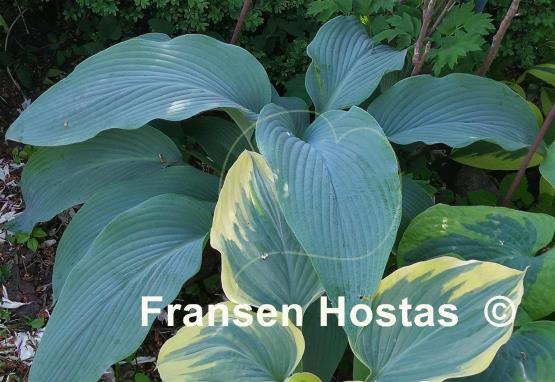 Hosta Tidewater